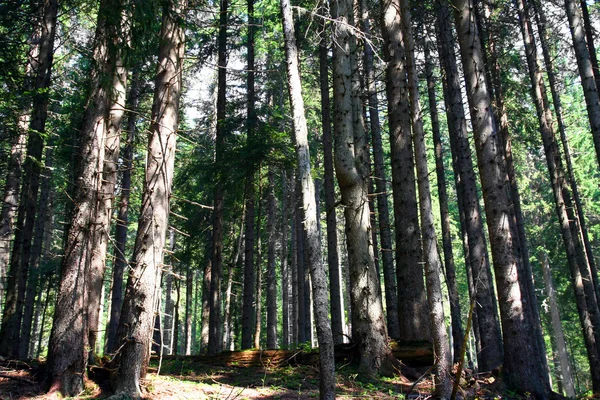 Alberi forestali - legno ecologico Immagini Stock Royalty Free