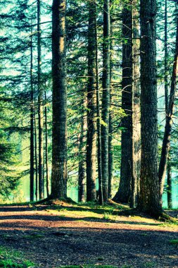 Forest vegetation - trees clipart