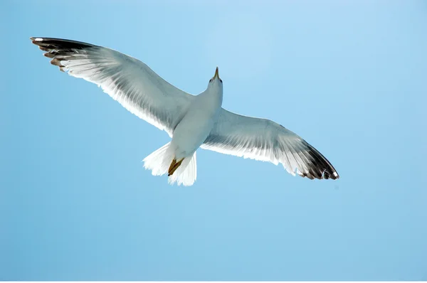 stock image Seagull in flight