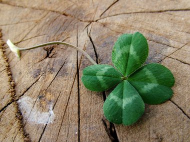Luck - four leaves clover clipart