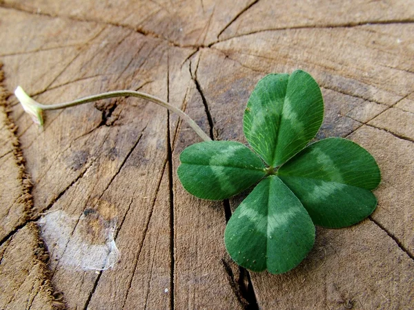 Luck - four leaves clover — Stock Photo, Image