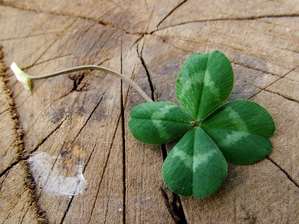 Удача - клевер из четырех листьев Стоковое Фото