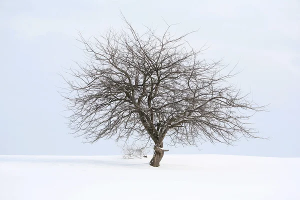 stock image Lonely tree