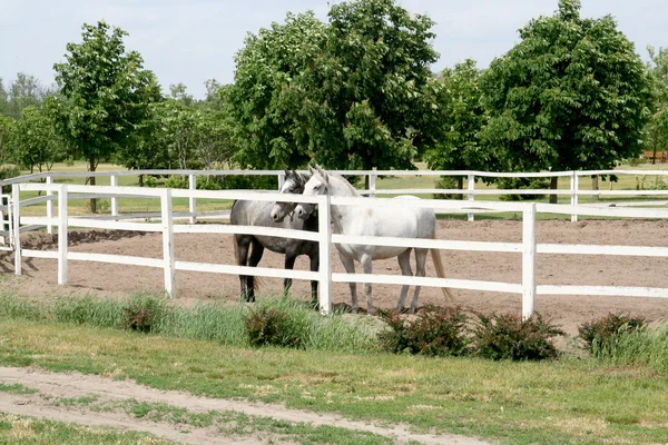 Cavalos — Fotografia de Stock