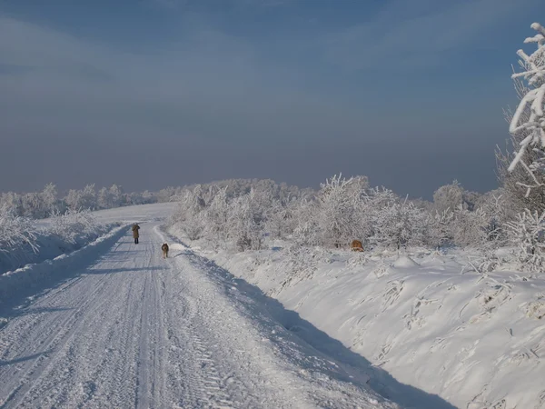 stock image Winter landscape