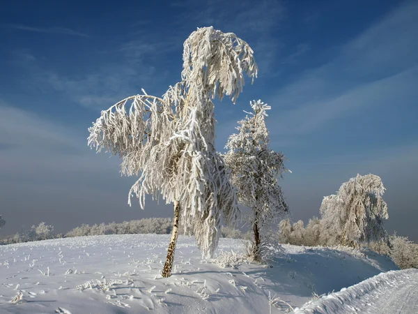 stock image Winter landscape