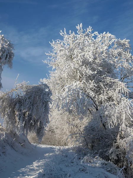 stock image Winter landscape