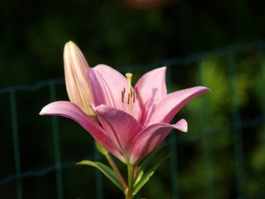 güzel pembe lily