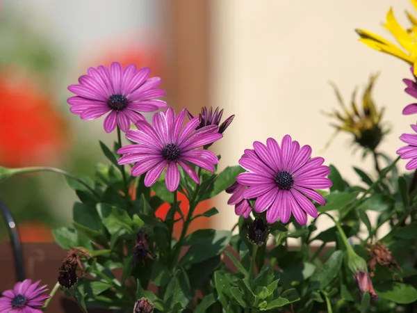 stock image Colourful marguerite/daisy/