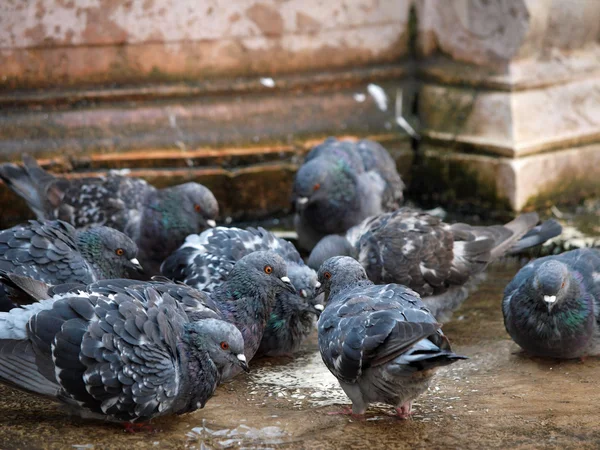 stock image The pigeons