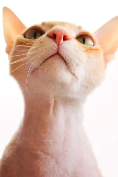 Katze — Stockfoto