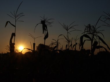 Güneş Mısır gider.