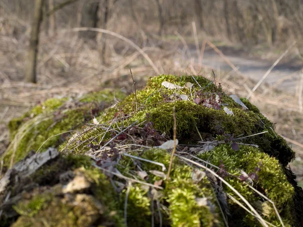 Moss, the first spring greens. — Stock Photo, Image