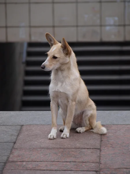 mutluluk beklentisiyle köpek.