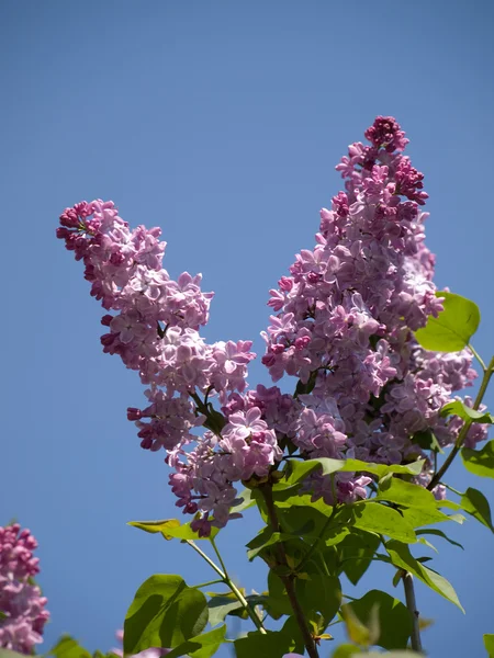 A branch of lilac. — Stock Photo, Image