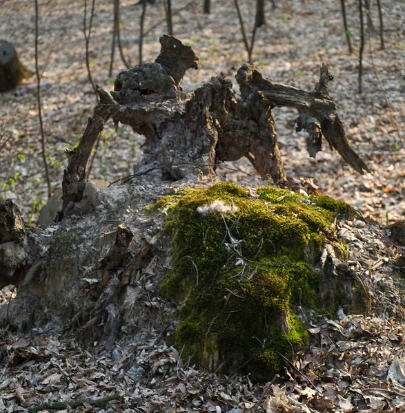 Quaint stump. — Stock Photo, Image