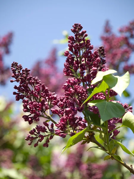 Sebuah cabang dari ungu . — Stok Foto