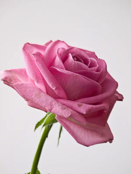 Róża miłości. Obrazek Stockowy
