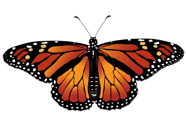 Vector illustration of monarch butterfly — Stock Vector