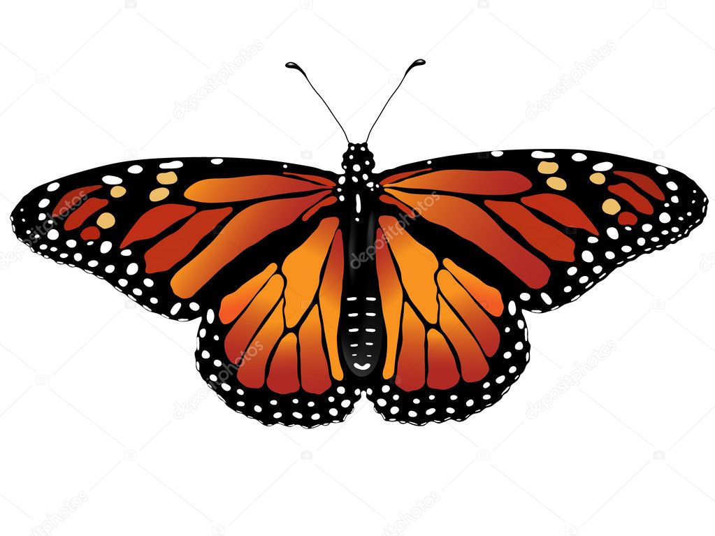 Download Vector illustration of monarch butterfly — Stock Vector ...