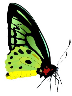 Vector illustration of butterfly clipart