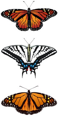 Vector illustration of monarch butterfly clipart