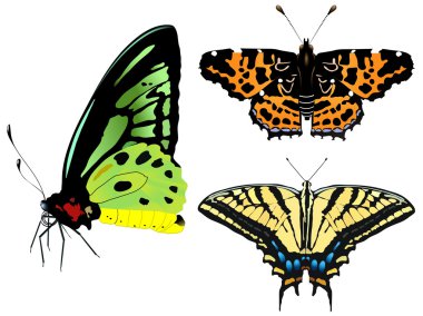 Vector illustration of butterfly clipart