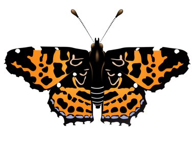 Vector illustration of butterfly clipart