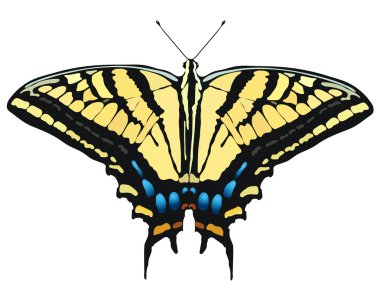 Vector illustration of Tiger Swallowtail clipart