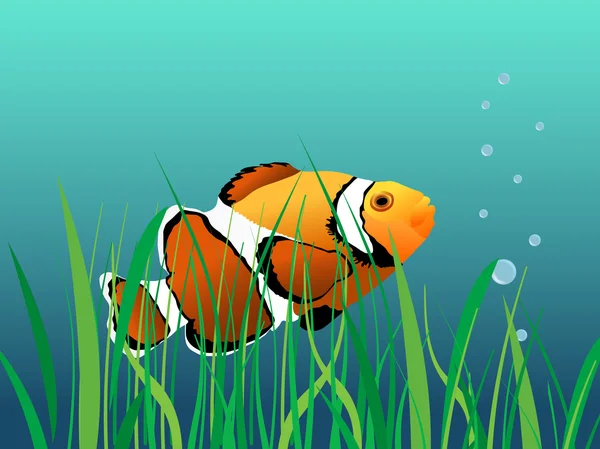珊瑚小丑鱼 — 图库矢量图片