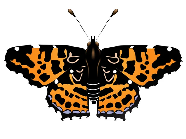 Векторная иллюстрация бабочки — стоковый вектор