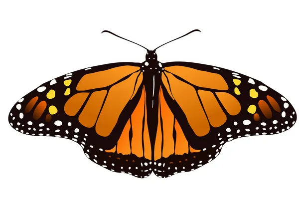 Vector illustration of monarch butterfly — Stock Vector