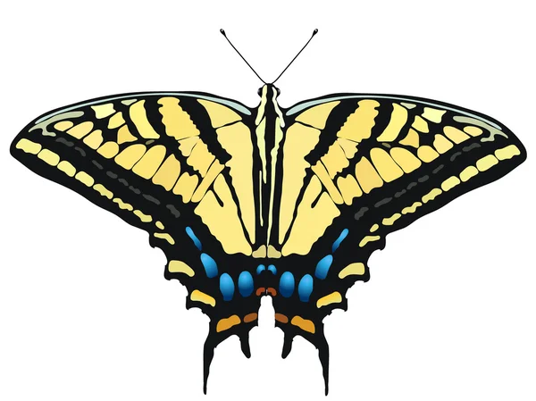 Векторні ілюстрації Swallowtail тигр — стоковий вектор