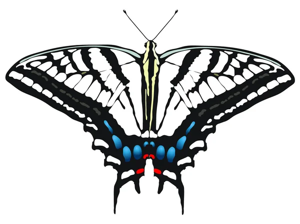Ilustração vetorial de Tiger Swallowtail — Vetor de Stock