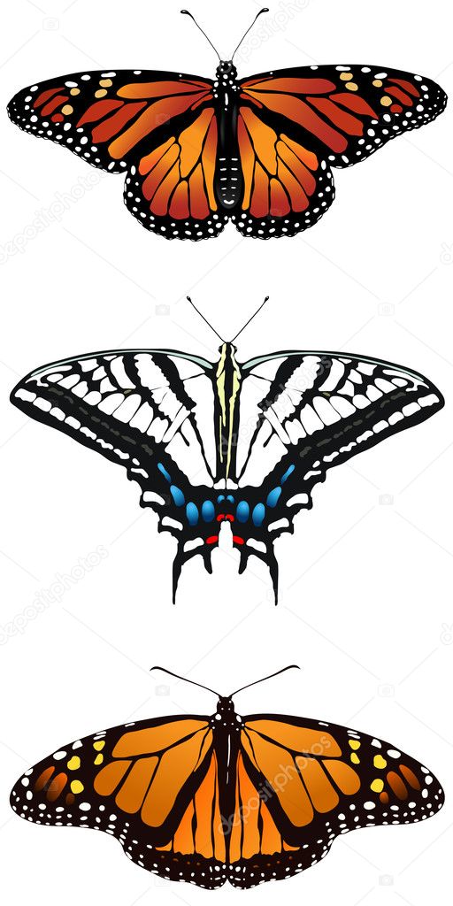 Vector illustration of monarch butterfly
