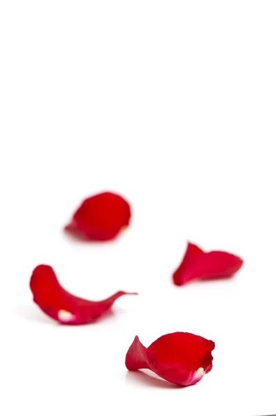 День Валентина лепестки роз в качестве фона — стоковое фото