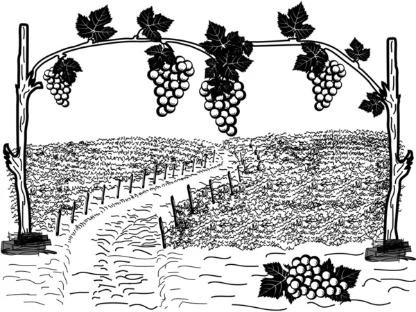 Wineyard vector geïllustreerd — Stockvector