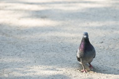 Single pigeon