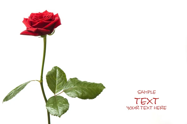 Saint Valentin rose rouge — Photo