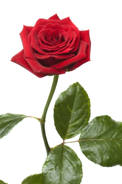 Ημέρα του Αγίου Βαλεντίνου κόκκινο τριαντάφυλλο — Φωτογραφία Αρχείου