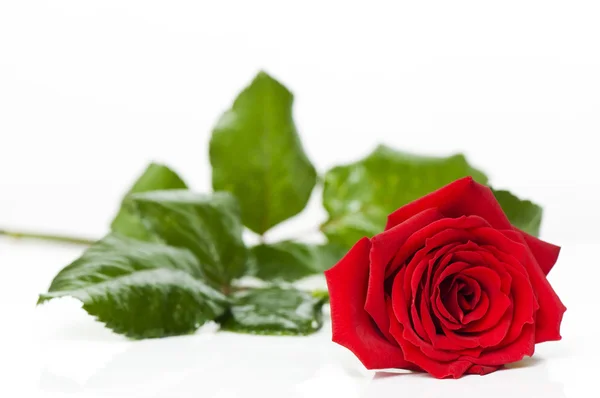 Ημέρα του Αγίου Βαλεντίνου κόκκινο τριαντάφυλλο — Φωτογραφία Αρχείου