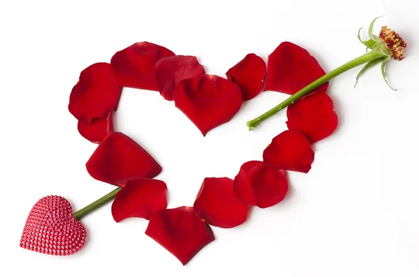 Den svatého Valentýna červená růže — Stock fotografie