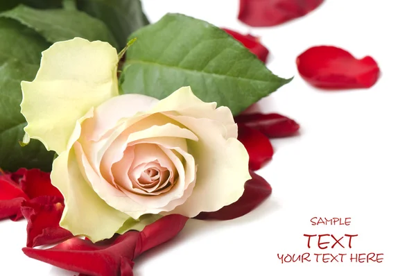 Day Valentine white rose — Stock Photo, Image