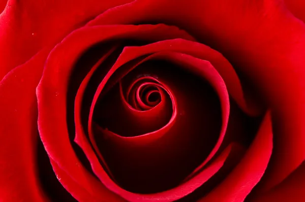 Day Valentine red rose — Stock Photo, Image
