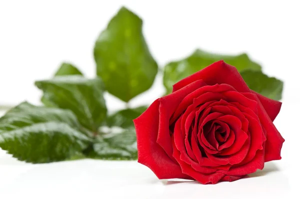 Day Valentine red rose — Stock Photo, Image
