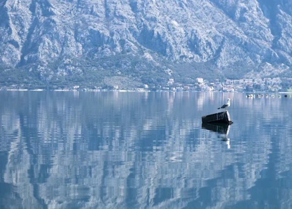 stock image Seagull and water reflection