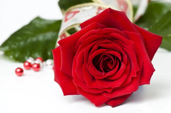 Día San Valentín rosa roja — Foto de Stock