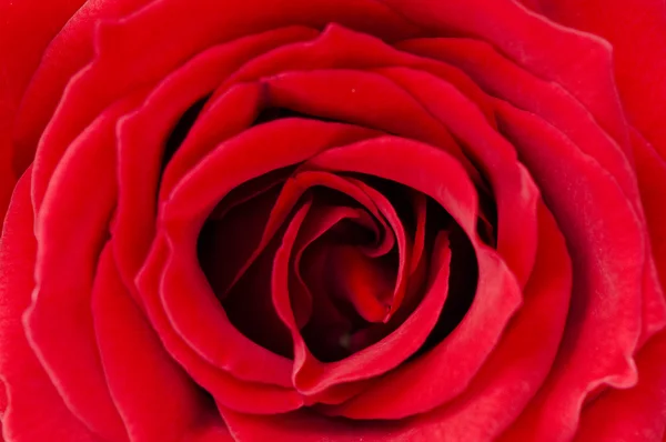 天情人节红玫瑰 — 图库照片