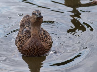 Sad duck clipart