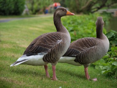 Couple black duck clipart